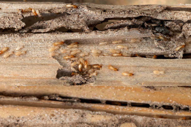 Best Local Pest Control Services  in Uvalde, TX